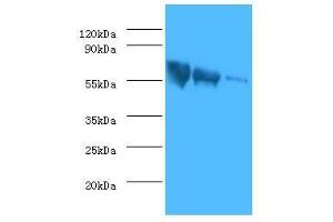 Western Blotting (WB) image for anti-Glyco Protein G (AA 20-459) antibody (ABIN2923016) (Glyco Protein G (AA 20-459) 抗体)