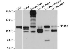 Western blot analysis of extracts of various cell lines, using EPHA8 antibody (ABIN5997684) at 1/1000 dilution. (EPH Receptor A8 抗体)
