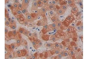 Immunohistochemistry (IHC) image for anti-Prostaglandin E Synthase 2 (PTGES2) (AA 145-357) antibody (ABIN7442885)