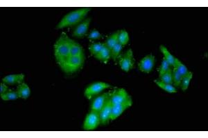 Immunofluorescent analysis of HepG2 cells using ABIN7149048 at dilution of 1:100 and Alexa Fluor 488-congugated AffiniPure Goat Anti-Rabbit IgG(H+L) (CRIPT 抗体  (AA 1-101))