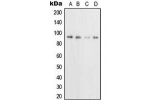 Western blot analysis of CD71 expression in U2OS (A), HeLa (B), Raji (C), NIH3T3 (D) whole cell lysates.