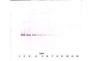Image no. 3 for anti-serpin Peptidase Inhibitor, Clade I (neuroserpin), Member 1 (SERPINI1) antibody (ABIN465664) (Neuroserpin 抗体)
