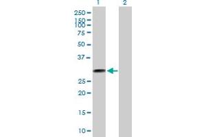 Western Blot analysis of THTPA expression in transfected 293T cell line by THTPA MaxPab polyclonal antibody. (THTPA 抗体  (AA 1-230))
