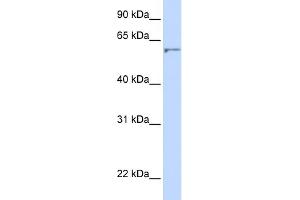 WB Suggested Anti-DHCR24 Antibody Titration:  0. (Seladin 1 抗体  (N-Term))