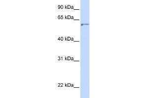 WB Suggested Anti-DHCR24 Antibody Titration:  0.