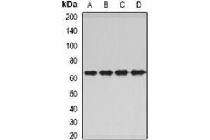 Western blot analysis of PNKP expression in A549 (A), HepG2 (B), mouse skeletal muscle (C), rat liver (D) whole cell lysates. (PNKP 抗体)