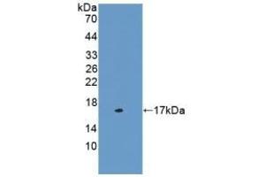 Detection of Recombinant CST3, Mouse using Polyclonal Antibody to Cystatin C (Cys-C) (CST3 抗体  (AA 21-140))