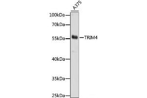 Western blot analysis of extracts of A375 cells using TRIM4 Polyclonal Antibody at dilution of 1:1000. (TRIM4 抗体)