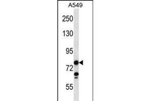 CCDC13 Antibody (N-term) (ABIN656615 and ABIN2845868) western blot analysis in A549 cell line lysates (35 μg/lane). (CCDC13 抗体  (N-Term))
