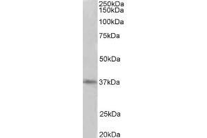 Western Blotting (WB) image for anti-Protein Arginine Methyltransferase 2 (PRMT2) antibody (ABIN5858030) (PRMT2 抗体)