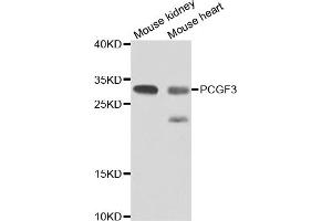 Western blot analysis of extracts of various cell lines, using PCGF3 antibody (ABIN4904703) at 1:1000 dilution. (PCGF3 抗体)