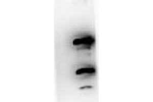 Western blot using  Immunochemicals Protein A purified Mouse Monoclonal anti-Pdcd4 pS457 antibody against recombinant PDCD4 protein. (PDCD4 抗体  (pSer457))
