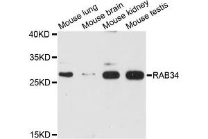 Western blot analysis of extracts of various cell lines, using RAB34 antibody. (RAB34 抗体)