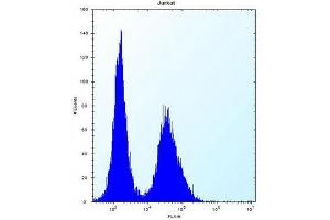 Flow cytometric analysis of Jurkat cells using NBPF5 Antibody (C-term) Cat. (NBPF5 抗体  (C-Term))
