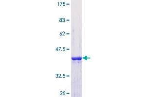 SF3B4 Protein (AA 13-122) (GST tag)