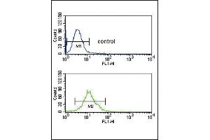 SMYD3 Antibody (N-term) (ABIN391518 and ABIN2841479) flow cytometric analysis of CEM cells (bottom histogram) compared to a negative control cell (top histogram). (SMYD3 抗体  (N-Term))