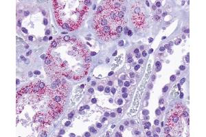 Anti-TAAR8 antibody IHC of human kidney, renal tubules. (Trace Amine Associated Receptor 8 (TAAR8) (Cytoplasmic Domain) 抗体)