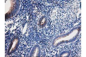 Image no. 4 for anti-Dihydrolipoamide Dehydrogenase (DLD) antibody (ABIN1497845) (DLD 抗体)