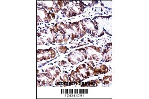 PPEF2 Antibody immunohistochemistry analysis in formalin fixed and paraffin embedded human stomach tissue followed by peroxidase conjugation of the secondary antibody and DAB staining. (PPEF2 抗体  (AA 304-333))