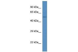Western Blot showing Ankrd13d antibody used at a concentration of 1. (ANKRD13D 抗体  (Middle Region))