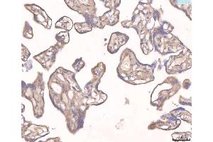 IHC analysis of ANGPT2 using anti-ANGPT2 antibody (ABIN3043725). (Angiopoietin 2 抗体  (AA 19-348))