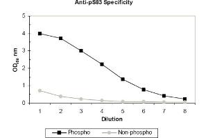 ELISA results of purified polyclonal anti-pS83 ASK-1 (aa 76-87) antibody tested against BSA conjugates of non-phospho and phospho forms of immunizing peptide. (ASK1 抗体  (pSer83))