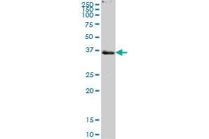 PTPLAD1 MaxPab polyclonal antibody. (PTPLAD1 抗体  (AA 1-362))