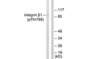 Western blot analysis of extracts from HeLa cells treated with UV 15', using Integrin beta1 (Phospho-Thr788) Antibody. (ITGB1 抗体  (pThr788))