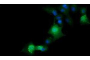 Image no. 6 for anti-ERG, ETS transcription factor (ERG) antibody (ABIN1498079) (ERG 抗体)