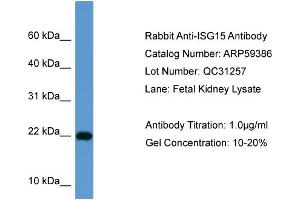 WB Suggested Anti-ISG15  Antibody Titration: 0. (ISG15 抗体  (Middle Region))