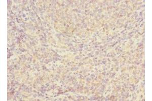 Immunohistochemistry of paraffin-embedded human tonsil tissue using ABIN7156093 at dilution of 1:100 (IGJ 抗体  (AA 23-159))