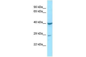 WB Suggested Anti-NAGA Antibody Titration: 1. (NAGA 抗体  (N-Term))