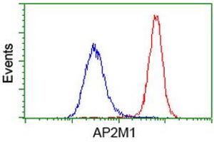 Flow cytometric Analysis of Hela cells, using anti-AP2M1 antibody (ABIN2454660), (Red), compared to a nonspecific negative control antibody, (Blue). (AP2M1 抗体  (AA 97-383))