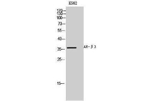Western Blotting (WB) image for anti-Adrenergic, beta-3-, Receptor (ADRB3) (Internal Region) antibody (ABIN3173914) (ADRB3 抗体  (Internal Region))