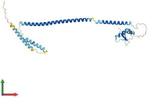 AlphaFold protein structure predicition of Human Recombinant CENPK Protein, UniprotID Q9BS16