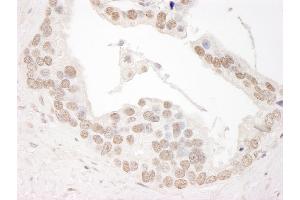 anti-Cyclin L1 (CCNL1) (AA 350-400) antibody