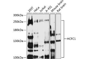 Western blot analysis of extracts of various cell lines, using HCFC1 antibody (ABIN7267784) at 1:500 dilution. (HCFC1 抗体  (AA 1-250))