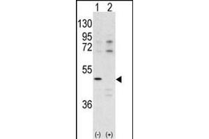 Western blot analysis of CDK10 antibody (N-term) (ABIN391741 and ABIN2841619) pre-incubated with (Lane1) and without (Lane 2) blocking peptide BP7516a in  cell line lysate. (CDK10 抗体  (N-Term))