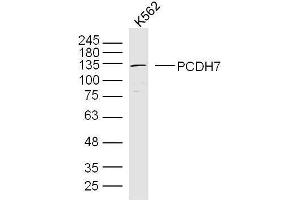 K562 lysates probed with PCDH7 Polyclonal Antibody, Unconjugated  at 1:300 overnight at 4˚C. (PCDH7 抗体  (AA 31-130))