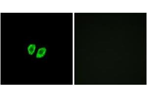 Immunofluorescence analysis of A549 cells, using RXFP4 Antibody. (RXFP4 抗体  (AA 322-371))