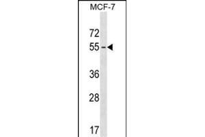 GEB18 Antibody (Center) (ABIN1538094 and ABIN2849775) western blot analysis in MCF-7 cell line lysates (35 μg/lane). (MAGEB18 抗体  (AA 214-242))
