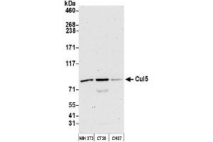 Western Blotting (WB) image for anti-Cullin 5 (CUL5) (AA 1-50) antibody (ABIN7454808)