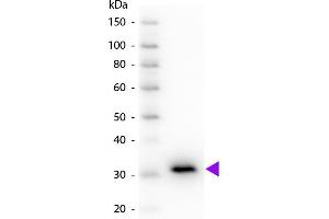 Western blot of Peroxidase conjugated Goat Anti-Mouse IgG F(c) secondary antibody. (山羊 anti-小鼠 IgG (Fc Region) Antibody (HRP))