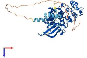 CDKL1 Protein (AA 1-357) (His tag)