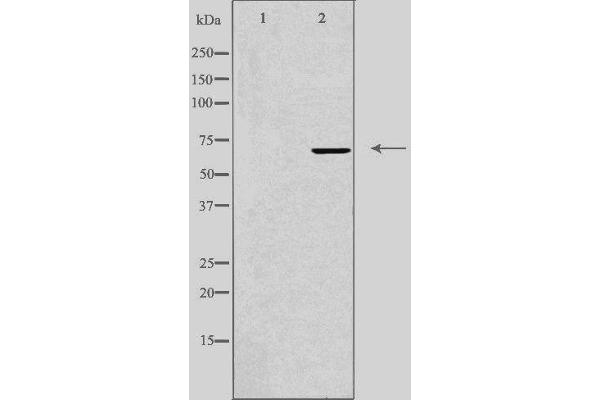 IQCB1 抗体  (Internal Region)