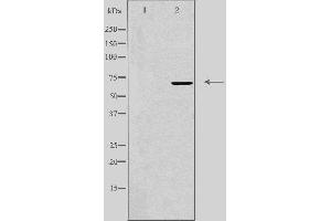 Western blot analysis of extracts from K562 cells, using IQCB1 antibody. (IQCB1 抗体  (Internal Region))