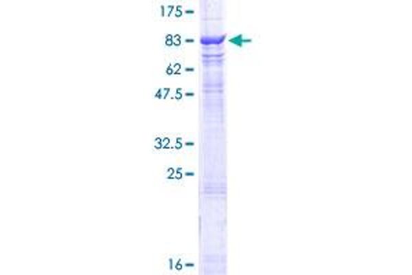CHAF1B Protein (AA 1-559) (GST tag)