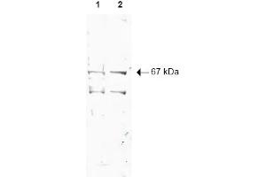 Image no. 1 for anti-Nuclear Respiratory Factor 1 (NRF1) (AA 1-534), (N-Term) antibody (ABIN401025) (NRF1 抗体  (N-Term))