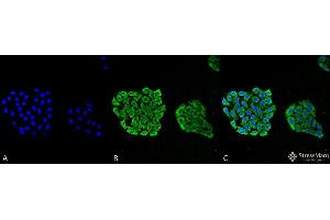 Immunocytochemistry/Immunofluorescence analysis using Mouse Anti-HSP70 Monoclonal Antibody, Clone 3A3 . (HSP70 抗体  (Atto 594))