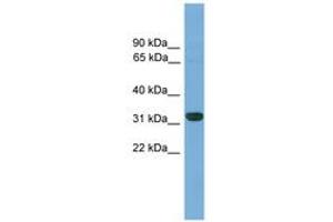 Image no. 1 for anti-Caudal Type Homeobox 4 (CDX4) (AA 201-250) antibody (ABIN6744517) (CDX4 抗体  (AA 201-250))